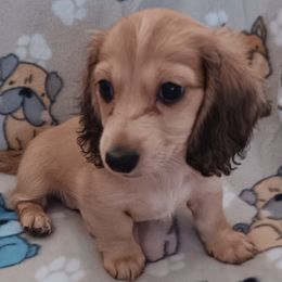 Girl 1 - Dachshund puppy from Forever Doxie