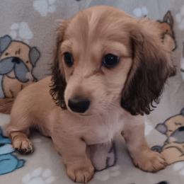 Girl 1 - Dachshund puppy from Forever Doxie