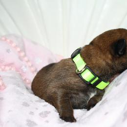 Belgian Malinois Puppies from Pyrex Kennels