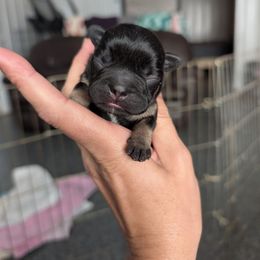 Onyx - Black and tan male French Bulldog puppy in Springfield, Illinois from Paws n Claws Frenchies