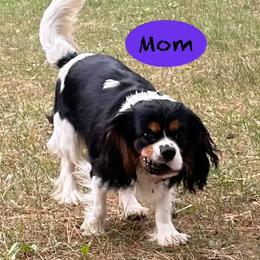 Cavalier King Charles Spaniel puppies from My Little Pups