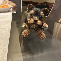 Puppy 1 - Blue and gold male Yorkshire Terrier puppy in Pomona, California from Carbajal Yorkshire Terriers