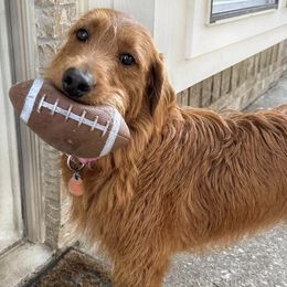 Charlee - Labradoodle