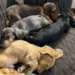 Dachshund Puppies from GretaLo Dachshunds