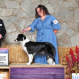Franny - Border Collie
