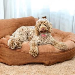 Jojo - Australian Labradoodle