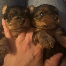 Yorkshire Terrier Puppies from Emilia Morales