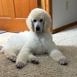 Venus Nick name - White female Poodle puppy in Ainsworth, Nebraska from Cedar Grove Standard Poodles