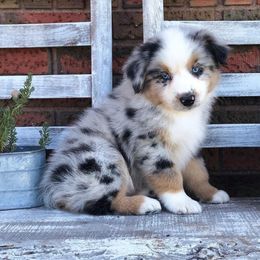 Australian Shepherd, Dachshund, and Miniature Australian Shepherd Puppies from Outlaw Aussies & Doxies