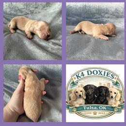 OLAF - Cream male Dachshund puppy in Tulsa, Oklahoma from K4 Doxies