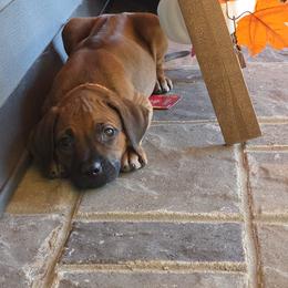 Pumpkin - Rd whtn blk nose female Rhodesian Ridgeback puppy in Gaffney, South Carolina from Circle D Farms