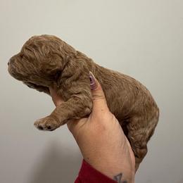 Sunnie - Apricot female Goldendoodle puppy in Clewiston, Florida from Redlands Farm