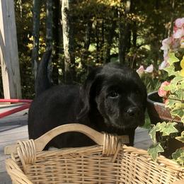Labrador Retriever Puppies from New England Premier English Labradors