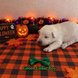 Green Collar Boy - White male German Shepherd puppy in Yuba City, California from Barton’s German Shepherds