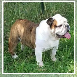 Cas - Bulldog