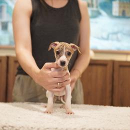 Henry - White and red brindle male Whippet puppy in Atlanta, Georgia from Sinaj