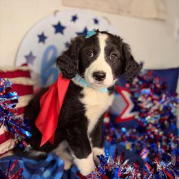 Juneau - unfurnished tuxedo female - female Australian Mountain Doodle puppy in Lookout, California from Remington Kennels, LLC
