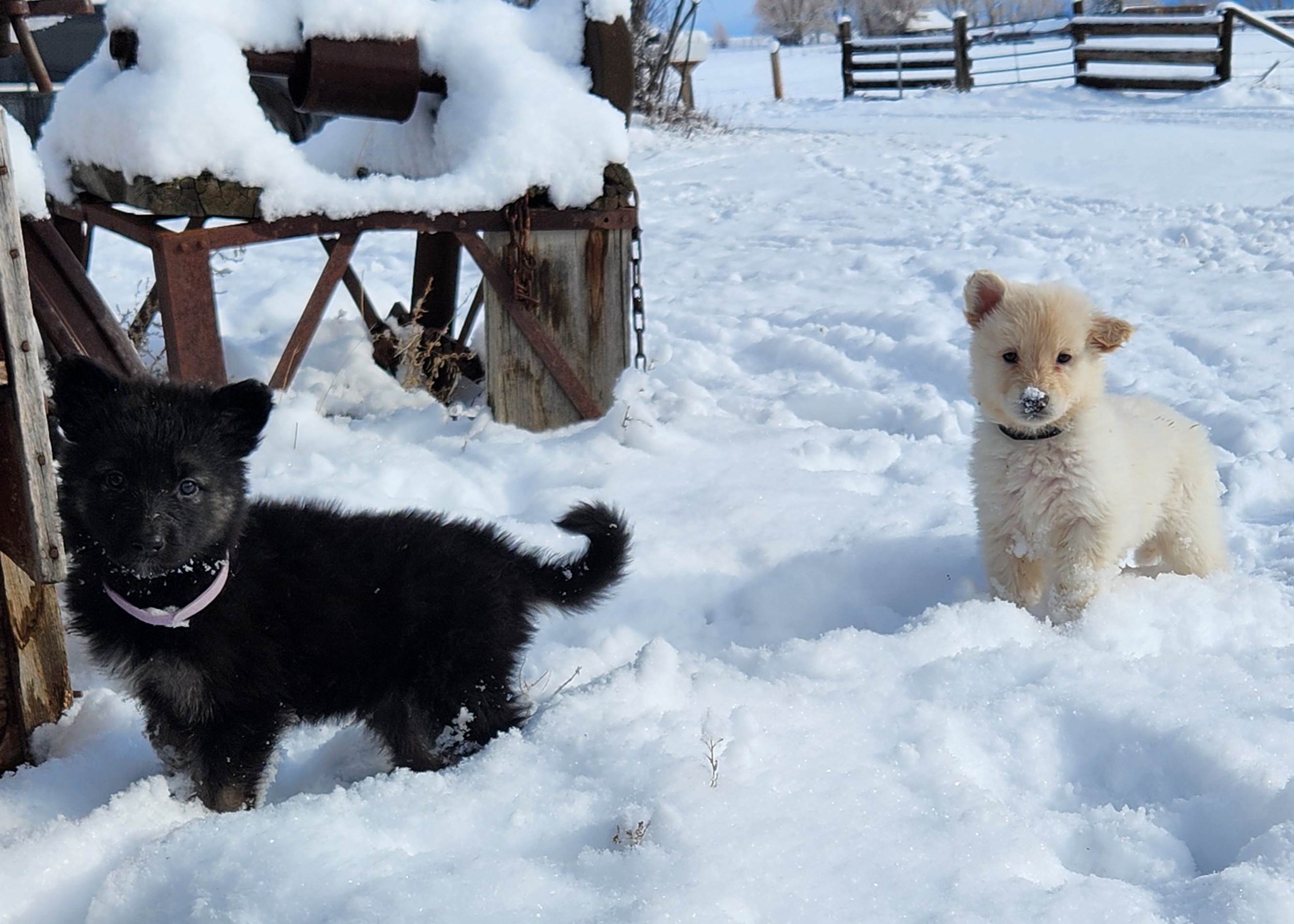 Girl 5 - Black and tan Shiloh Shepherd puppy in Charlo, Montana from IdleWilde Shilohs