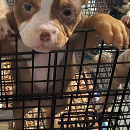 CupCake - Chocolate tri-color female American Bully puppy in Tyler, Texas from Big Momma'z Monsta Bullies (BMMB)