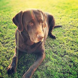 Tank - Labrador Retriever