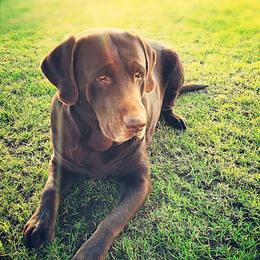 Tank - Labrador Retriever