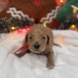 Red - Red  male Goldendoodle puppy in Bakersfield, California from Lavish Doodles