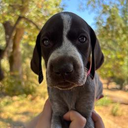 Paprika - hot pink collar - Liver roan female German Shorthaired Pointer puppy in Mokelumne Hill, California from Underhill GSP