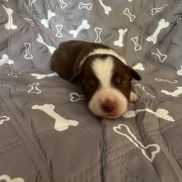 Girl 2 - Red tri-color female Miniature American Shepherd puppy in Iola, Kansas from Elm Creek Mini’s