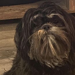 Sassy - Shih Tzu