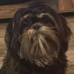 Sassy - Shih Tzu