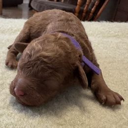 Daisy - Red female Cockapoo puppy in Sheridan, Missouri from Shepherdsfold’s Cockapoos