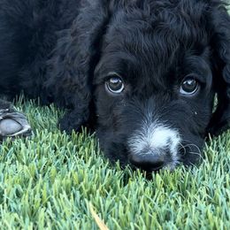 Breaker - Sheepadoodle puppy from Desert Lily Doodles