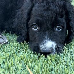Breaker - Sheepadoodle puppy from Desert Lily Doodles