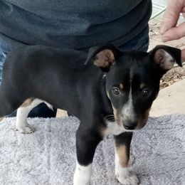 Rat Terriers from Squawcreek Kennels