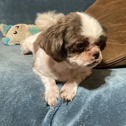 Holly - Shih Tzu