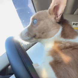 Autumn - Pembroke Welsh Corgi