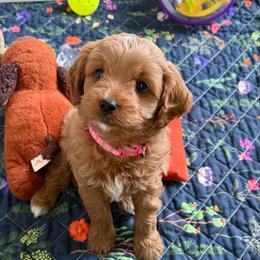 Diana - Red female Cavapoo puppy in Cannon County, Tennessee from Hilltop Doodles and Poodles