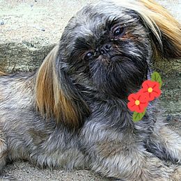 Shih Tzu Puppies from N.F.S.T Imperial ShihTzu Puppies.