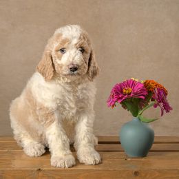 Girl 3 - female Goldendoodle puppy in Germantown, Ohio from Doodle Patch Farm