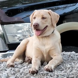 Dilute Retriever and Labrador Retriever Puppies from SmoKy Hills Labradors