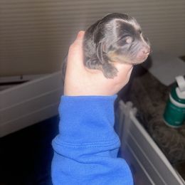 Dachshund Puppies from MJ's Mighty Minis