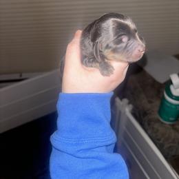 Dachshund Puppies from MJ's Mighty Minis