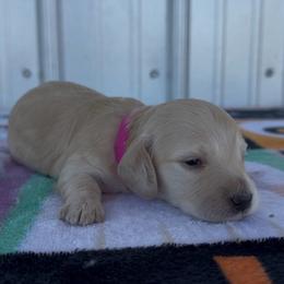 Hot pink - Cream female Dachshund puppy in Poteau, Oklahoma from Sisters Dazzling Dachshunds