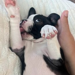 Boston Terrier Puppies from Bethelbreeders