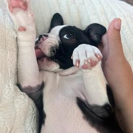 Boston Terrier Puppies from Bethelbreeders