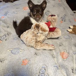 Spice - Chocolate and white male Chihuahua puppy in Beaumont, Texas from Anastasia’s Tiny Pupps