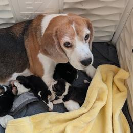 Beagles from Debonair Beagles