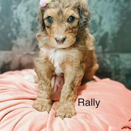 Rally - Sable female Bernedoodle puppy in Pasco, Washington from Camp Doodle Woods