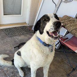 Rocket - Anatolian Shepherd Dog
