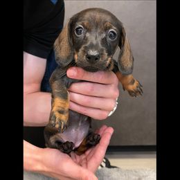 Girl 3 - female Dachshund puppy in Summerville, South Carolina from Palmetto Puppies
